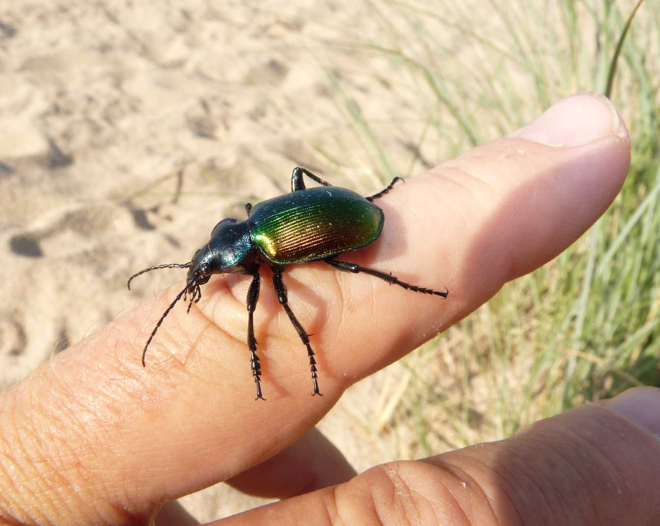 Calosoma sulla spiaggia